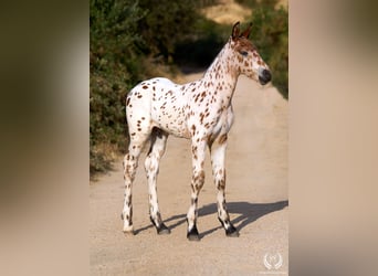 Spanish Sporthorse, Stallion, Foal (07/2026), Leopard-Piebald