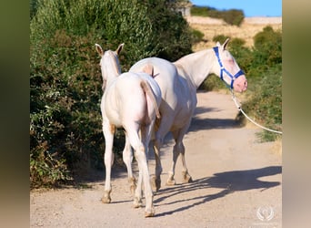 Spanish Sporthorse, Stallion, Foal (04/2026), Leopard-Piebald