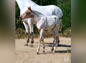 Spanish Sporthorse, Stallion, Foal (01/2026), Leopard-Piebald