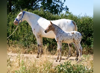 Spanish Sporthorse, Stallion, Foal (01/2026), Leopard-Piebald