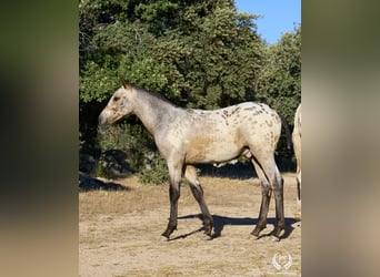 Spanish Sporthorse, Stallion, Foal (03/2024), Leopard-Piebald