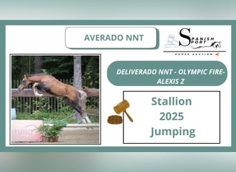 Spanish Sporthorse, Stallion, Foal (01/2025)