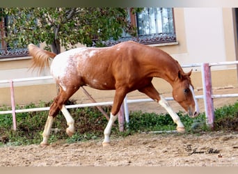 Spanish Sporthorse, Stallion, 3 years, 17 hh, Leopard-Piebald