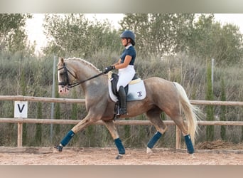 Spanish Sporthorse, Stallion, 8 years, 16.1 hh, Palomino