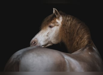 Spanish Sporthorse, Stallion, 10 years, 16 hh, Perlino