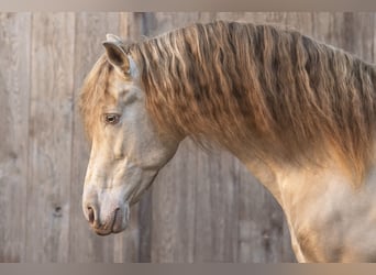 Spanish Sporthorse, Stallion, 10 years, 16 hh, Perlino
