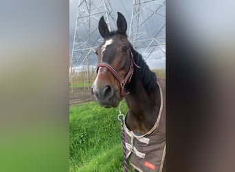 Spansk sporthäst Blandning, Hingst, 12 år, 155 cm, Mörkbrun