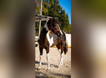 Spansk sporthäst Blandning, Hingst, 2 år, 162 cm, Tobiano-skäck-alla-färger