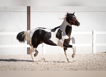 Spansk sporthäst Blandning, Hingst, 2 år, 162 cm, Tobiano-skäck-alla-färger