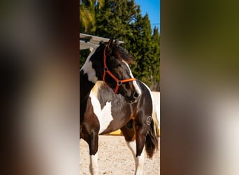 Spansk sporthäst Blandning, Hingst, 2 år, 162 cm, Tobiano-skäck-alla-färger