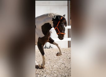 Spansk sporthäst Blandning, Hingst, 2 år, 162 cm, Tobiano-skäck-alla-färger