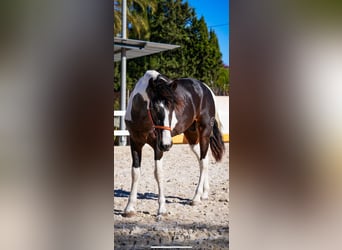 Spansk sporthäst Blandning, Hingst, 2 år, 162 cm, Tobiano-skäck-alla-färger