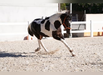Spansk sporthäst Blandning, Hingst, 2 år, 162 cm, Tobiano-skäck-alla-färger