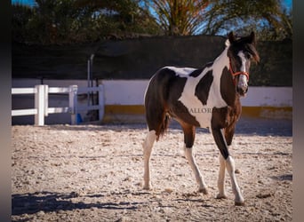 Spansk sporthäst Blandning, Hingst, 2 år, 162 cm, Tobiano-skäck-alla-färger