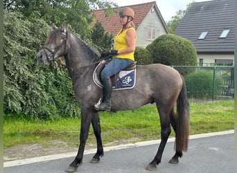 Spansk sporthäst, Hingst, 3 år, 161 cm, Braunfalbschimmel