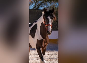 Spansk sporthäst, Hingst, 3 år, 162 cm, Tobiano-skäck-alla-färger