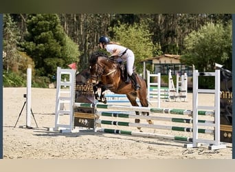 Spansk sporthäst Blandning, Hingst, 4 år, 137 cm, Mörkbrun