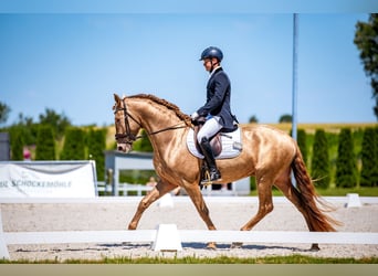 Spansk sporthäst, Hingst, 4 år, 165 cm, Pärla