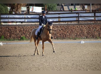 Spansk sporthäst, Hingst, 4 år, 175 cm