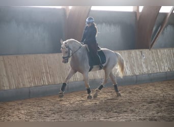Spansk sporthäst, Hingst, 4 år, 175 cm