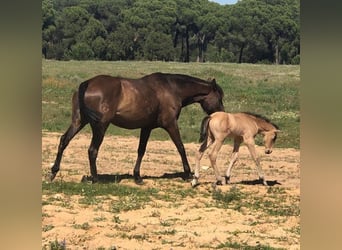 Spansk sporthäst, Hingst, 5 år, 159 cm, Black