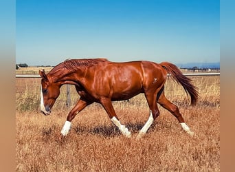 Spansk sporthäst, Hingst, 5 år, 166 cm, fux