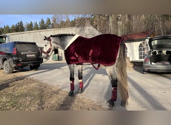 Spansk sporthäst, Hingst, 5 år, 170 cm, Gråskimmel