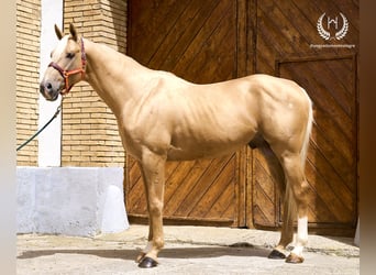 Spansk sporthäst, Hingst, 6 år, 163 cm, Palomino