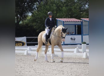 Spansk sporthäst Blandning, Hingst, 9 år, 167 cm, Palomino