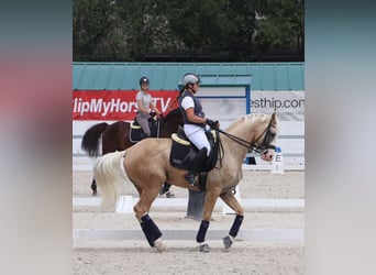 Spansk sporthäst Blandning, Hingst, 9 år, 167 cm, Palomino