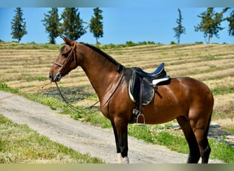 Spansk sporthäst, Sto, 11 år, 161 cm, Brun