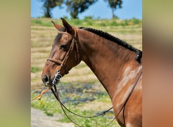 Spansk sporthäst, Sto, 11 år, 161 cm, Brun