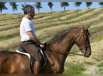 Spansk sporthäst Blandning, Sto, 11 år, 161 cm, Brun