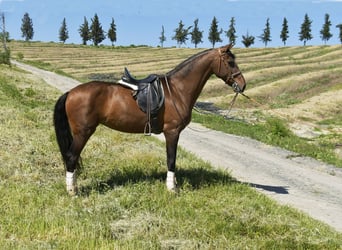 Spansk sporthäst Blandning, Sto, 11 år, 161 cm, Brun