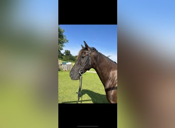 Spansk sporthäst Blandning, Sto, 12 år, 160 cm, Rökfärgad svart