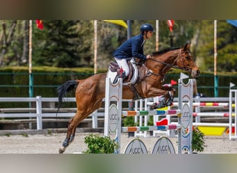 Spansk sporthäst, Sto, 13 år, 168 cm, Brun