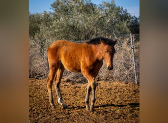 Spansk sporthäst Blandning, Sto, 1 år, 130 cm, Brun