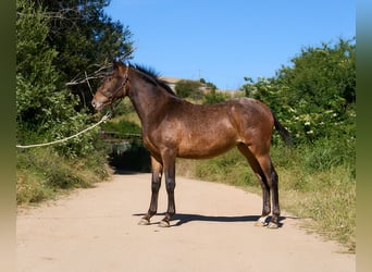 Spansk sporthäst, Sto, 1 år, 155 cm, Leopard-Piebald