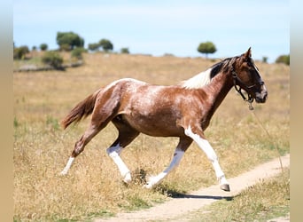 Spansk sporthäst, Sto, 2 år, 158 cm, Tobiano-skäck-alla-färger