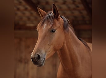 Spansk sporthäst Blandning, Sto, 3 år, 150 cm, Brun