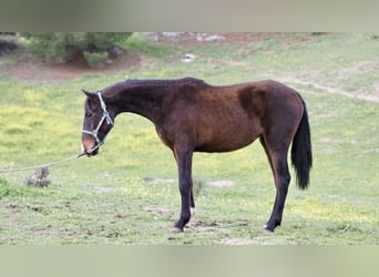 Spansk sporthäst, Sto, 3 år, 160 cm, Brun