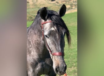 Spansk sporthäst, Sto, 3 år, 166 cm, Gråskimmel