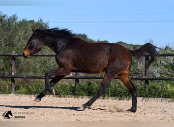 Spansk sporthäst, Sto, 4 år, 160 cm, Brun