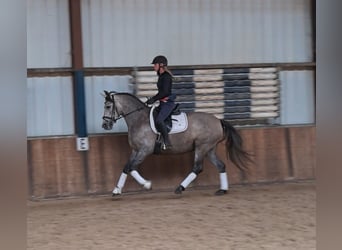 Spansk sporthäst, Sto, 4 år, 160 cm, Kan vara vit