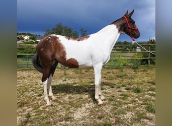 Spansk sporthäst, Sto, 4 år, 162 cm, Pinto