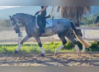 Spansk sporthäst, Sto, 4 år, 164 cm