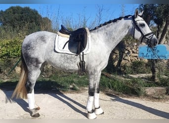 Spansk sporthäst, Sto, 4 år, 164 cm