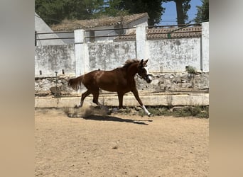 Spansk sporthäst, Sto, 4 år, 165 cm, fux