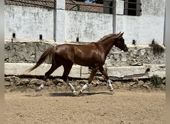 Spansk sporthäst, Sto, 4 år, 165 cm, fux