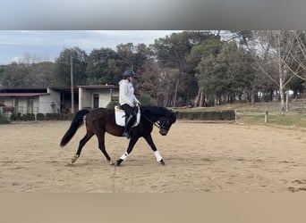 Spansk sporthäst, Sto, 5 år, 153 cm, Brun